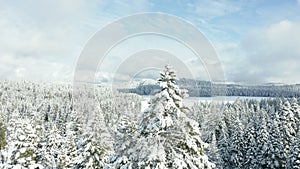 View spinning around a snow-covered tree in the forest on a beautiful cloudy day