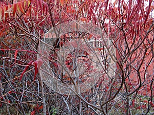 View of Spokane historic building of the Flour Mill mall through a wall of Sumac tree autumn leaves