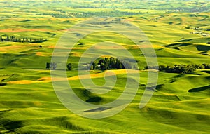 View of sprawling wheat fields from Steptoe butte in Palouse, Washington