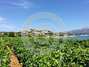 A view of a sprawling wine vineyard growing the local grk grapes with the small town of Lumbarda and the adriatic sea