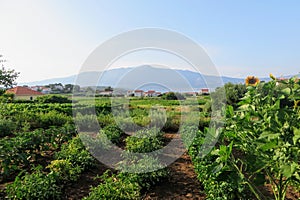 A view of a sprawling wine vineyard growing the local grk grapes with the small town of Lumbarda in the background