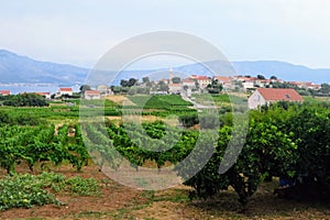 A view of a sprawling wine vineyard growing the local grk grapes with the small town of Lumbarda in the background, on Korcula