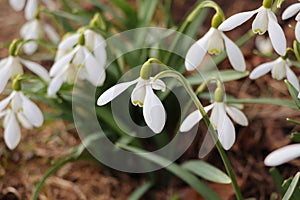 View of the spring flowers in the park. New fresh snowdrop blossom on beautiful morning with sunlight. Wildflowers in