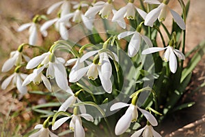 View of the spring flowers in the park. New fresh snowdrop blossom on beautiful morning with sunlight. Wildflowers in