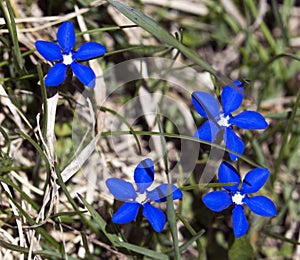 View of spring gentian flowers