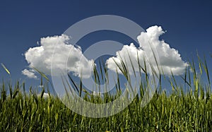 A view from spring green wheats