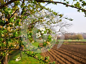 View of spring landscape with blossoming tree branches, plowed land and grass. Fields and meadows under blue sky with sunlight