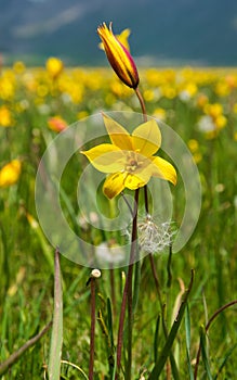 View of spring mountain meadow with wild tulips