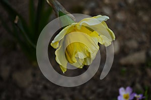 View on spring narcissus flowers. Narcissus flower also known as daffodil, daffadowndilly