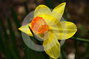 View on spring narcissus flowers. Narcissus flower also known as daffodil, daffadowndilly