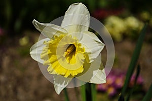 View on spring narcissus flowers. Narcissus flower also known as daffodil, daffadowndilly