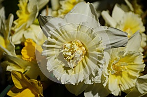 View on spring narcissus flowers. Narcissus flower also known as daffodil, daffadowndilly