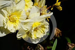 View on spring narcissus flowers. Narcissus flower also known as daffodil, daffadowndilly