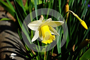 View on spring narcissus flowers. Narcissus flower also known as daffodil, daffadowndilly