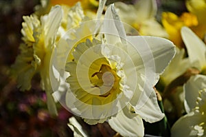 View on spring narcissus flowers. Narcissus flower also known as daffodil, daffadowndilly