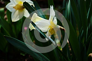 View on spring narcissus flowers. Narcissus flower also known as daffodil, daffadowndilly