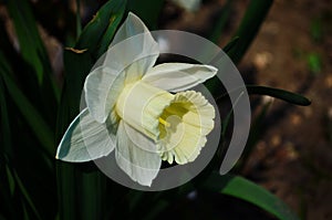 View on spring narcissus flowers. Narcissus flower also known as daffodil, daffadowndilly