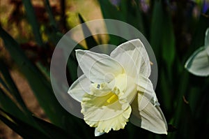 View on spring narcissus flowers. Narcissus flower also known as daffodil, daffadowndilly