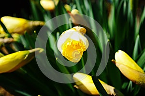 View on spring narcissus flowers. Narcissus flower also known as daffodil, daffadowndilly