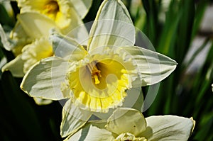 View on spring narcissus flowers. Narcissus flower also known as daffodil, daffadowndilly