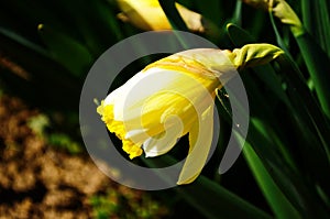 View on spring narcissus flowers. Narcissus flower also known as daffodil, daffadowndilly