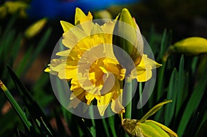 View on spring narcissus flowers. Narcissus flower also known as daffodil, daffadowndilly