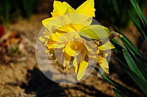 View on spring narcissus flowers. Narcissus flower also known as daffodil, daffadowndilly