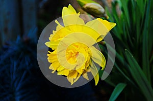 View on spring narcissus flowers. Narcissus flower also known as daffodil, daffadowndilly