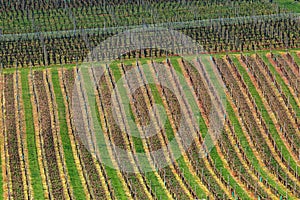 View of spring vineyards near Velke Bilovice, Czech Republic