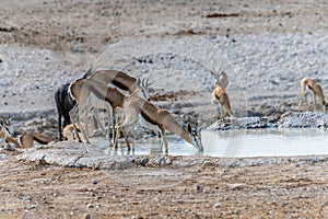 A view of Springbok drinking at a waterhole in the morning in the Etosha National Park in Namibia