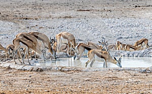 A view of springbok drinking at a waterhole in the morning in the Etosha National Park in Namibia