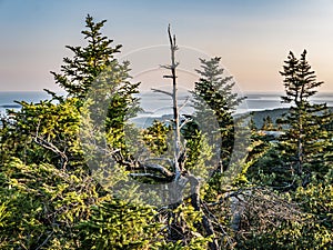 View of Spruce Forest and Frenchman Bay from Summit of Cadillac Mountain