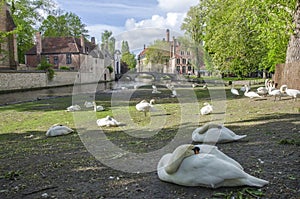 View of the square with swans near the Begijnhof in Bruges, Belgium