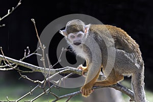 View of a squirrel monkey sitting on a large branch in a tree , in the spring .background black .