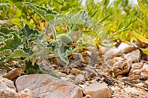 View of the squirting cucumber or exploding cucumber