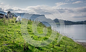 A view of Staffin island and Staffin harbour. Garrafad bay and An Corran Beach.  Seaweed on the beach.  sheep grazing on a cliff