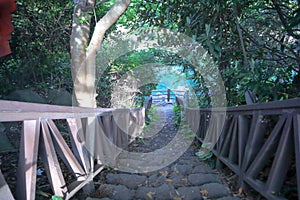 View on stairs with wooden fence and nature vegetation