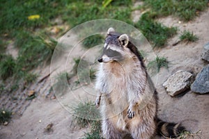 View of standing adult female lotor common raccoon procyon lotor