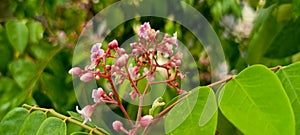 View of star fruit flowers being surrounded by kelulut