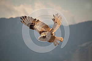 View of a starting, flying snowy owl against a forest and mountain background with blue sky