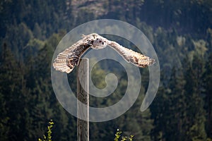 View of a starting, flying snowy owl against a forest and mountain background with blue sky