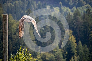 View of a starting, flying snowy owl against a forest and mountain background with blue sky