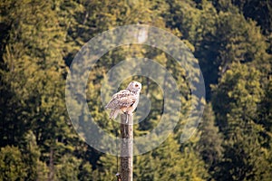 View of a starting, flying snowy owl against a forest and mountain background with blue sky