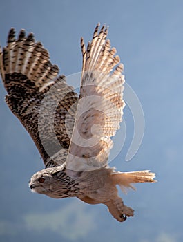 View of a starting, flying snowy owl against a forest and mountain background with blue sky