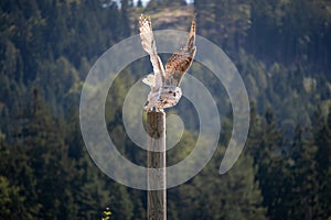 View of a starting, flying snowy owl against a forest and mountain background with blue sky