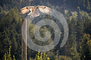 View of a starting, flying snowy owl against a forest and mountain background with blue sky