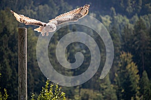 View of a starting, flying snowy owl against a forest and mountain background with blue sky