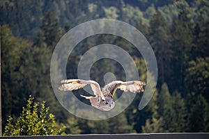 View of a starting, flying snowy owl against a forest and mountain background with blue sky