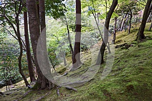 View of steep hill with moss and trees in forest in Japan