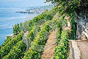 View of steep Lavaux terraced vineyards over Geneva lake in Dezaley Lavaux Switzerland